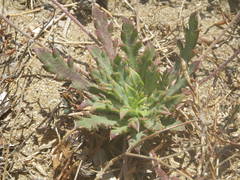 Plantago macrorhiza
