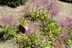 Allium schubertii