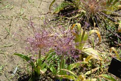 Allium schubertii