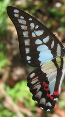 Graphium evemon