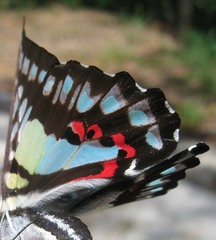 Graphium evemon