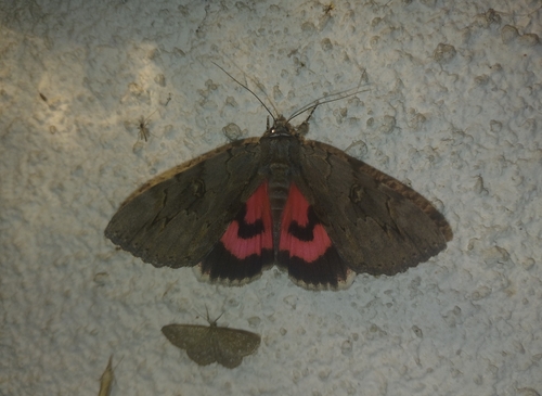 Rosy Underwing