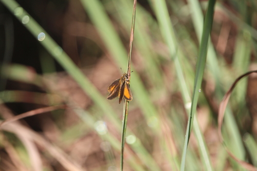 Least Skipper