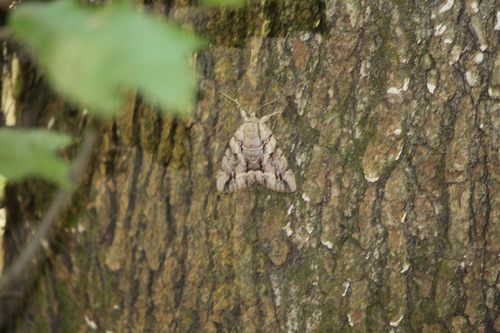 Hulst's Underwing