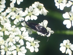 Mordellinae