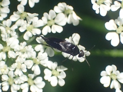 Mordellinae