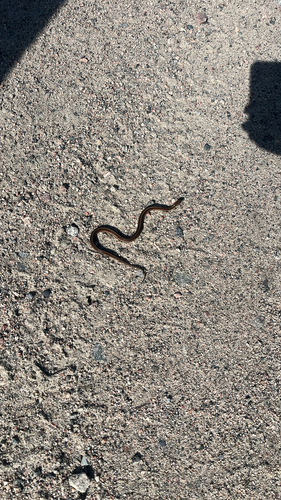 Common Garter Snake