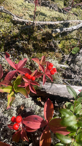 Canadian bunchberry