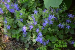 Campanula garganica