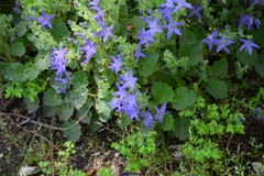 Campanula garganica