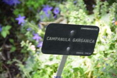 Campanula garganica