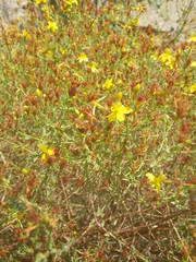 Hypericum triquetrifolium