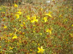 Hypericum triquetrifolium
