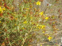 Hypericum triquetrifolium