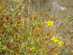 Hypericum triquetrifolium