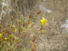 Hypericum triquetrifolium