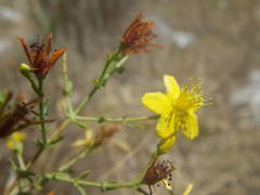 Hypericum triquetrifolium