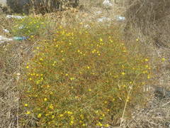 Hypericum triquetrifolium