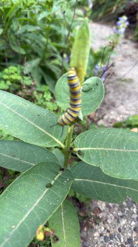 Monarch