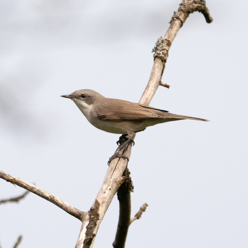 Lesser Whitethroat