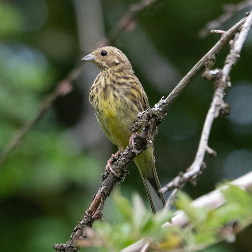 Yellowhammer