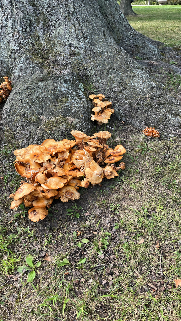 Eastern American jack-o'-lantern · August 2026 · photo: Photo: (c) Aenet Anthony, some rights reserved (CC BY) · iNaturalist