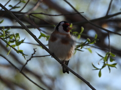 Carduelis carduelis