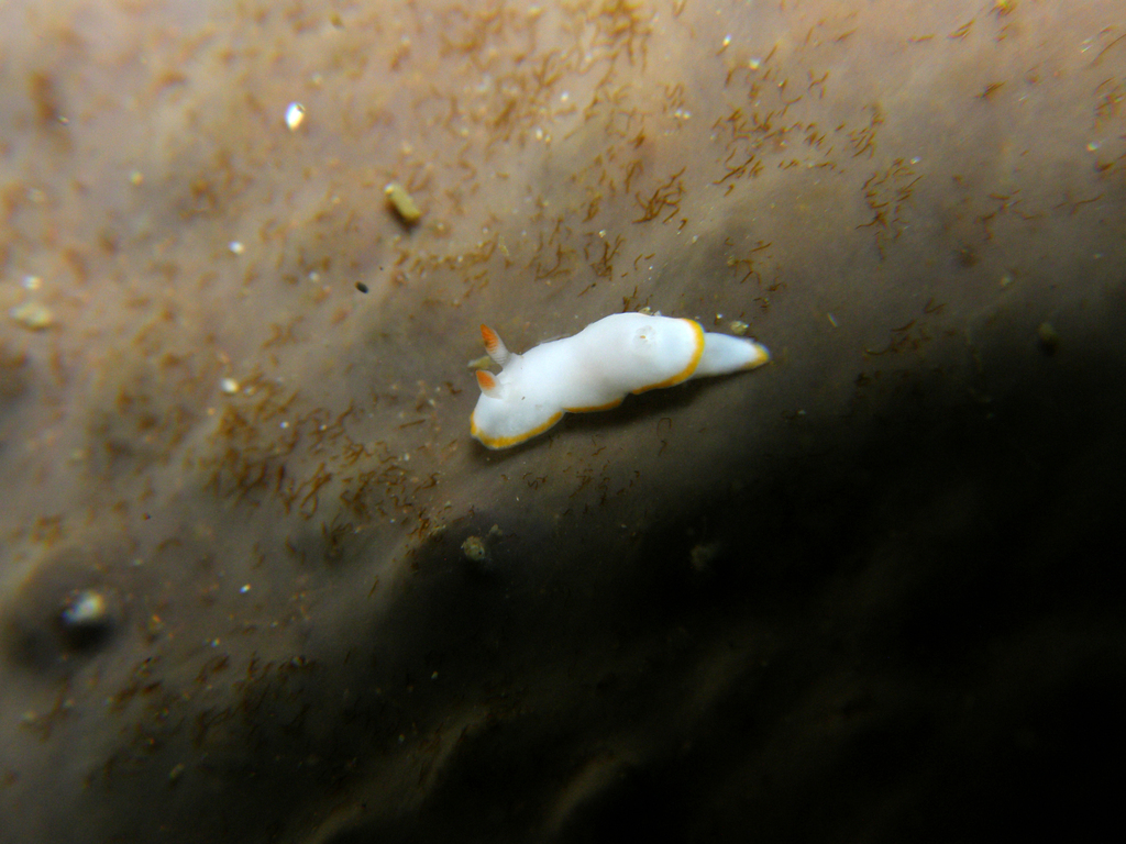 Verconia nivalis