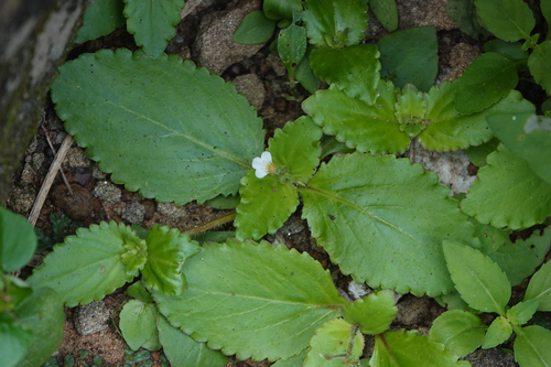 Yamazakia viscosa observed 2026-07-18