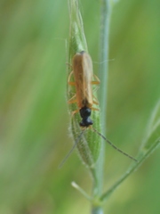 Rhagonycha lignosa