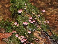 Mycena kurramulla