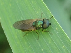 Chloromyia