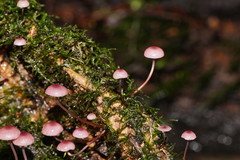 Mycena kurramulla