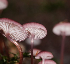 Mycena kurramulla