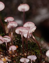 Mycena kurramulla