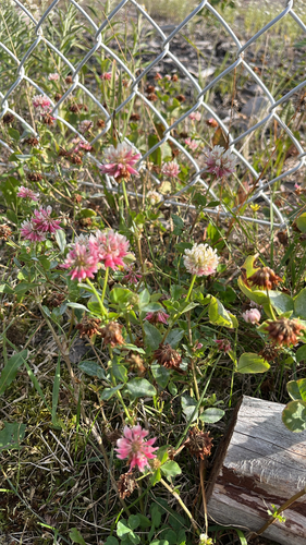 Alsike clover