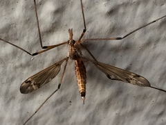 Tipulomorpha