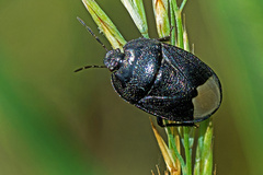 Sehirus luctuosus