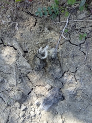 Canis lupus italicus