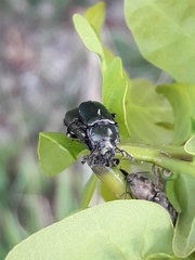 Platycerus