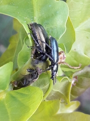 Platycerus