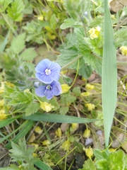 Veronica chamaedrys