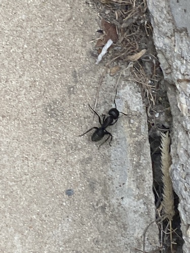 Hairy Carpenter Ant