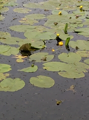 Nuphar lutea
