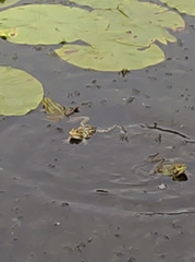 Nuphar lutea