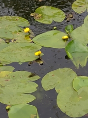 Nuphar lutea
