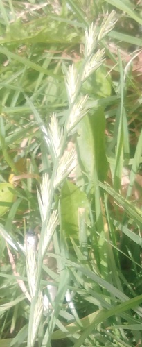 Наблюдение на iNaturalist