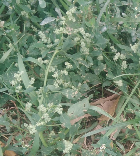 Наблюдение на iNaturalist