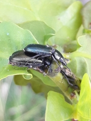 Platycerus