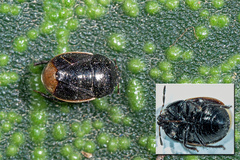 Legnotus limbosus